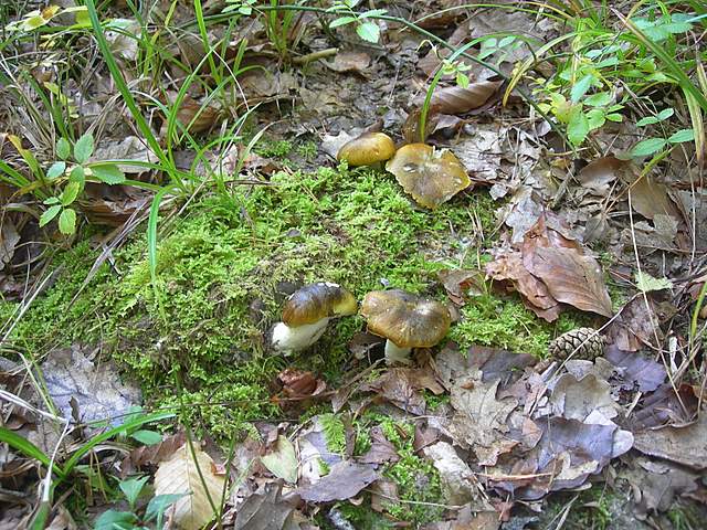 Tricholoma clavocystis